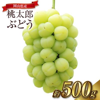 ふるさと納税 倉敷市 桃太郎ぶどう 1房(約500g)[2026年9月より順次発送]