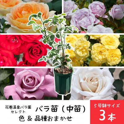 ふるさと納税 花巻市 [3本セット]花巻温泉バラ園で育ったバラ中苗 5号サイズ
