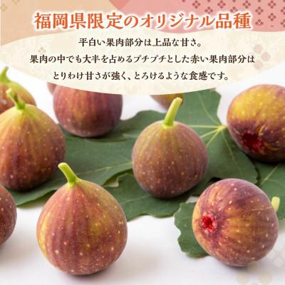 ふるさと納税 うきは市 [2026年産先行受付]いちじく(とよみつひめ4パック) U102