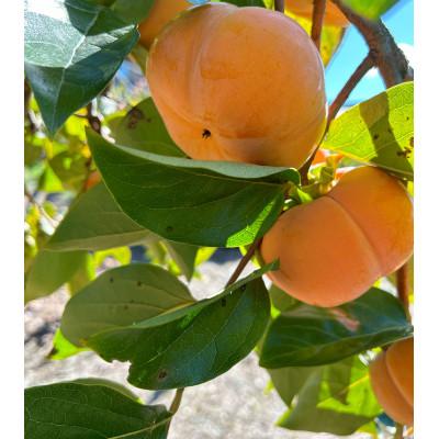 ふるさと納税 多気町 [令和8年先行予約]優しい農園 次郎柿 特選玉 5kg 20数玉目安 数量限定