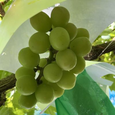 ふるさと納税 笛吹市 シャインマスカット 訳あり家庭用2.4kg