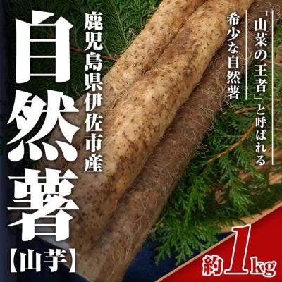 ふるさと納税 伊佐市 鹿児島伊佐 自然薯(約1kg)