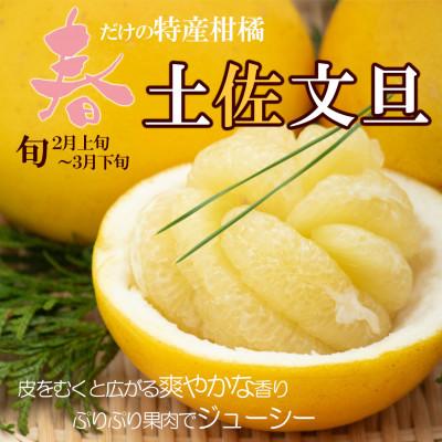 ふるさと納税 土佐市 土佐文旦 大玉 贈答品 約5kg