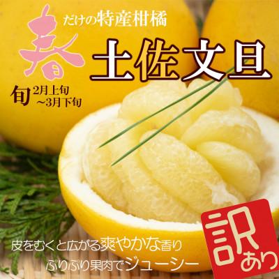 ふるさと納税 土佐市 土佐文旦 大玉 訳あり 約10kg(3L〜2Lいずれかのサイズ)