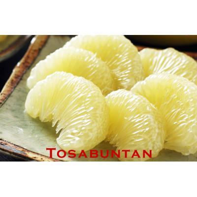 ふるさと納税 土佐市 土佐文旦 訳あり 約10kg(3L〜Lいずれかのサイズ)