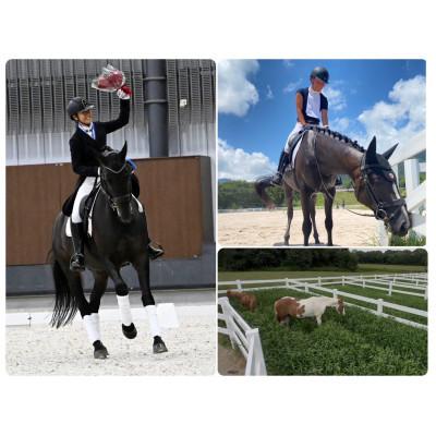 ふるさと納税 三木市 馬匹の預託・トレーニングチケット(3.0万円分)※利用するには会員になる必要があります。