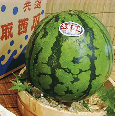 ふるさと納税 北栄町 [先行予約][JA]大栄西瓜『ドバイの太陽』 秀3L×1玉 2026年6月中旬頃〜7月中旬頃順次発送