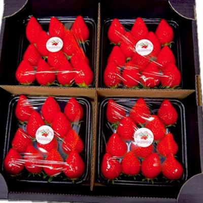 ふるさと納税 玉村町 <2026年3月〜5月順次発送予定>群馬県やよいひめ いちご 約920g(約230g×4トレー)