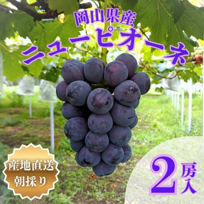 ふるさと納税 津山市 [先行受付]岡山県産朝採りニューピオーネ 2房入(約1kg)