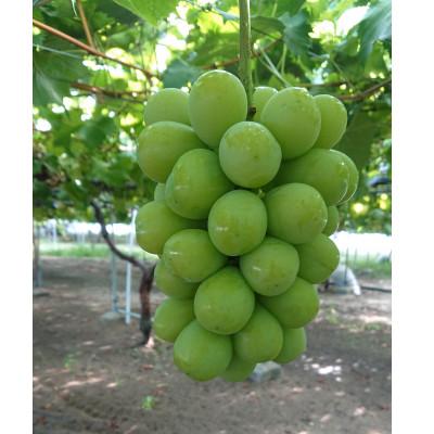 ふるさと納税 北栄町 [先行予約][JA]シャインマスカット赤秀2kg箱(3〜5房入)2026年9月初旬〜9月中旬順次発送