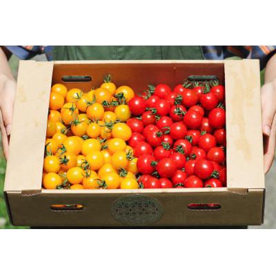 ふるさと納税 富良野市 ◎農家直送◎ 北海道 富良野産 ミニトマト プレミアムルビー &amp; イエローミミ 計3kg