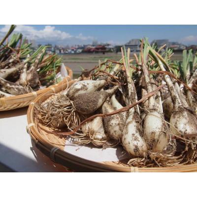 ふるさと納税 北栄町 [先行予約][JA]根付らっきょう 秀M・5kg箱 2026年5月中旬頃から6月中旬頃に順次発送