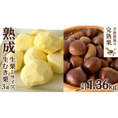 ふるさと納税 筑西市 [ 吉原農場の完熟栗] 熟成 生栗 1kg Lサイズ ・ 生むき栗 3袋 セット