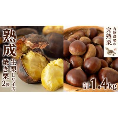 ふるさと納税 筑西市 [ 吉原農場 の 完熟栗 ] 熟成 生栗 1kg Lサイズ ・ 焼き栗 2袋 セット