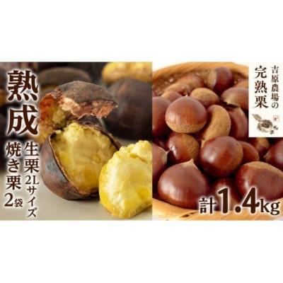 ふるさと納税 筑西市 [ 吉原農場の完熟栗] 熟成 生栗 1kg 2Lサイズ ・ 焼き栗 2袋 セット