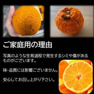 ふるさと納税 玉名市 【ご家庭用】後藤農園の不知火(しらぬい