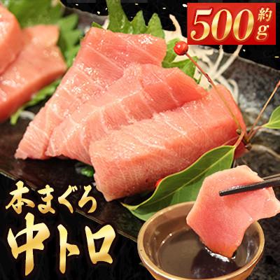 ふるさと納税 時津町 長崎県産 本マグロ「中トロ」約500g