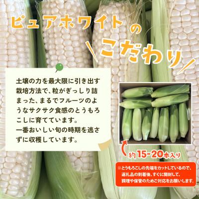 ふるさと納税 下妻市 【訳あり】下妻朝採りとうもろこし(ピュア