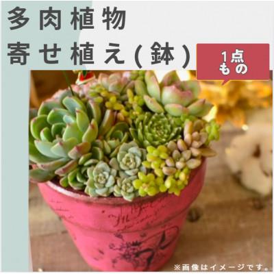 ふるさと納税 広川町 naturオリジナル 多肉植物 寄植え(鉢植え1個)