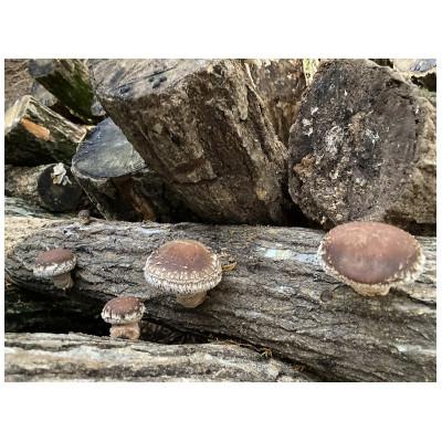 ふるさと納税 亀岡市 [原木]生しいたけ