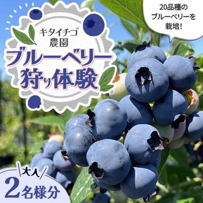 ふるさと納税 江別市 [北海道江別市]キタイチゴ農園 ブルーベリー狩り体験(大人2人)