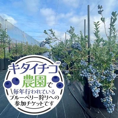 ふるさと納税 江別市 【北海道江別市】キタオランダ苺栽培所 ブルーベリー狩猟くぐり抜ける(成年者2人)