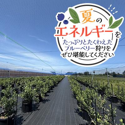 ふるさと納税 江別市 【北海道江別市】キタオランダ苺栽培所 ブルーベリー狩猟くぐり抜ける(成年者2人)