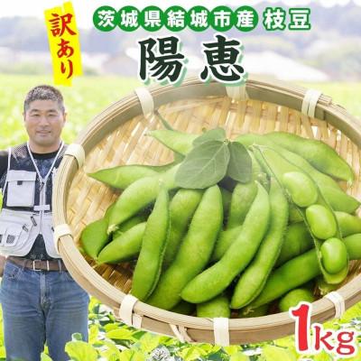 ふるさと納税 結城市 [2026年先行予約]枝豆 陽恵 訳あり 約1kg 国産 茨城県 結城市