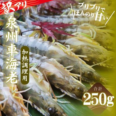 ふるさと納税 泉佐野市 訳アリ!お試し 加熱調理用 泉州車海老250g[TVで紹介されました!] G3703-1