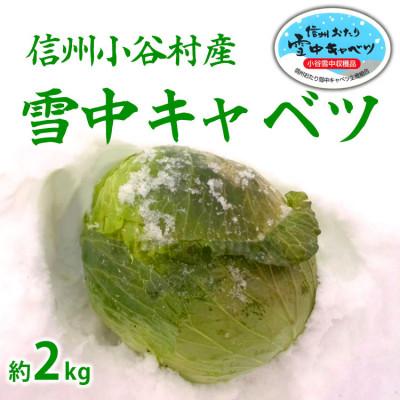 ふるさと納税 長野県 信州小谷村産「雪中キャベツ」(大玉)1玉 約2kg