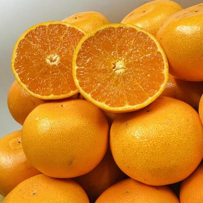 ふるさと納税 観音寺市 [期間限定!]濃厚でとろける果肉「せとか」(より濃厚な小玉サイズ) 約5kg