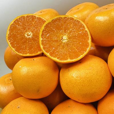 ふるさと納税 小豆島町 [期間限定!]濃厚でとろける果肉「せとか」 約2.5kg