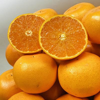 ふるさと納税 観音寺市 [期間限定!]濃厚でとろける果肉「せとか」(ご家庭用) 約5kg