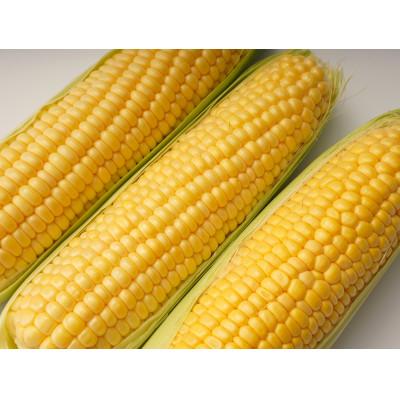 ふるさと納税 坂出市 [期間限定!]太物2Lサイズ以上!朝採りとうもろこし(品種おまかせ)約8kg