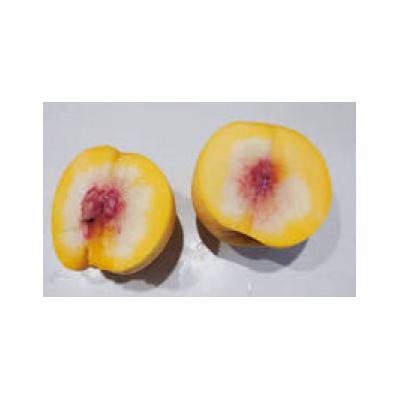 ふるさと納税 中山町 [令和8年産先行受付]山形県産 黄桃 あか月姫 特秀品 計約2kg