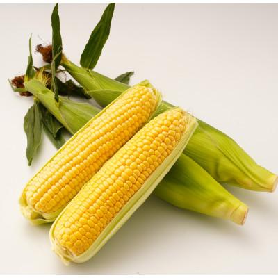 ふるさと納税 高松市 [期間限定!]朝採り とうもろこし(品種おまかせ)約8kg+400g