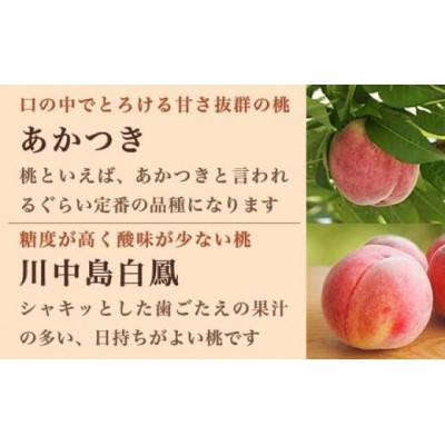 ふるさと納税 小布施町 旬の白桃 約2kg 4〜9玉の画像