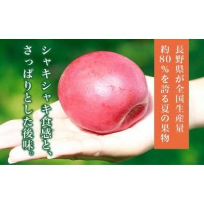 ふるさと納税 小布施町 旬のネクタリン 約2.8kg 8〜25玉の画像