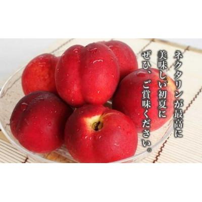 ふるさと納税 小布施町 旬のネクタリン 約2.8kg 8〜25玉の画像
