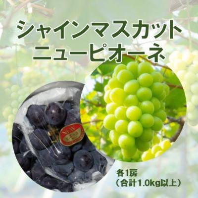 ふるさと納税 鏡野町 2026年発送[完熟朝採り]訳あり シャインマスカット&amp;ニューピオーネ 各1房