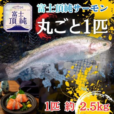 ふるさと納税 西桂町 富士頂純サーモンを丸ごと新鮮直送でお届け 1匹約2.5kg(血抜き、エラ・ワタ・ウロコ除去済み)