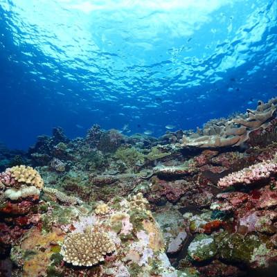 ふるさと納税 伊是名村 ファンダイビング利用券 大人1名(1日3ダイブまで利用可能)