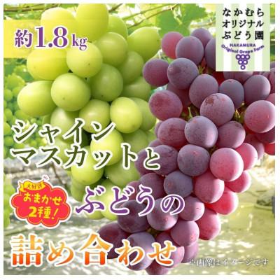 ふるさと納税 河内長野市 [2026年7月中旬〜順次発送]シャインマスカットとおまかせオリジナル品種詰め合わせ2種約1.8kg