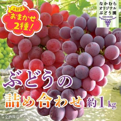 ふるさと納税 河内長野市 [2026年先行予約]ぶどう詰め合わせ ここにしかないオリジナル品種 おまかせ詰め合わせ2種約1kg