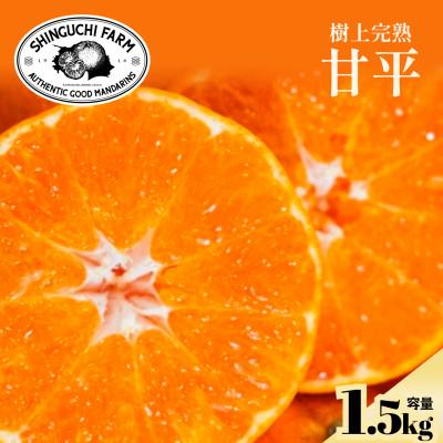 ふるさと納税 八幡浜市 [数量限定]五代目が厳選した「完熟甘平」1.5kg[C70-158]
