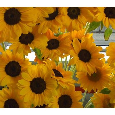 ふるさと納税 東かがわ市 夏を代表する花 ヒマワリ切花50本