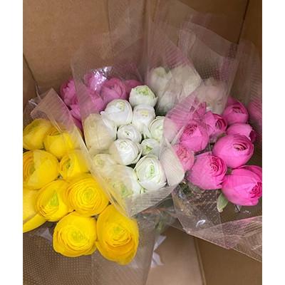 ふるさと納税 東かがわ市 ラナンキュラス「品種混合セット」切花 50本 色おまかせ