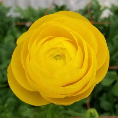 ふるさと納税 東かがわ市 ラナンキュラス「てまり(黄系色)」切花50本