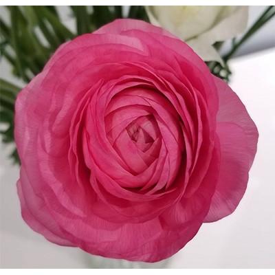 ふるさと納税 東かがわ市 ラナンキュラス「てまり(桃系色)」切花50本