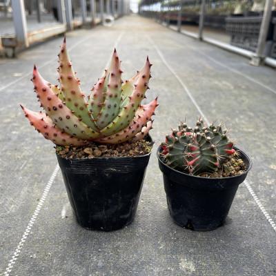 ふるさと納税 長与町 ギムノカリキウム ミハノビッチ&amp;アロエ マルロシー 各1株